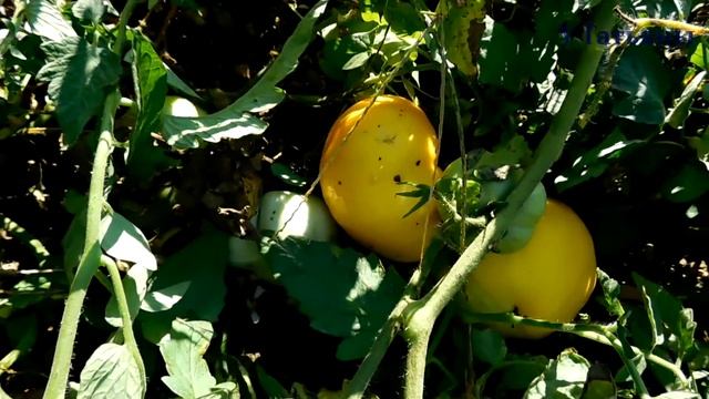 Секреты выращивания ТОМАТОВ. Советы для получения большого урожая помидоров смотреть онлайн