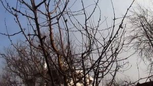 Обрезка черешни.  Как сделать чашу с высокой черешни.