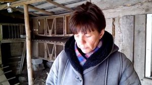 Куры начинают садиться на яйца.Как распознать такую курицу.