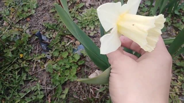 Дачный влог. Красота. Цветут нарциссы, тюльпаны, геоцинты, мускари, примулы. смотреть онлайн