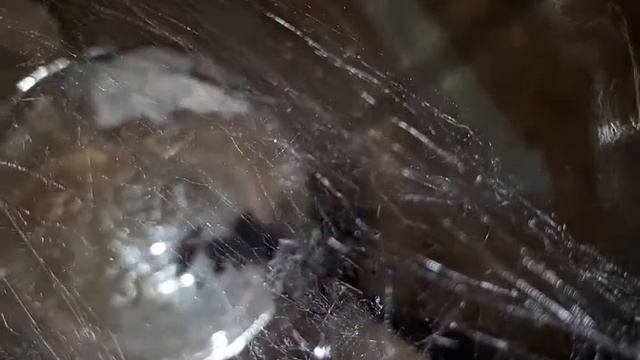 steatoda grosa мотает клопа щитника смотреть онлайн