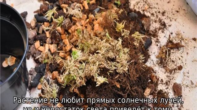 Женский цветок смотреть онлайн