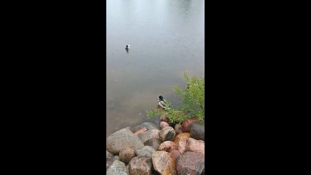 Валдайские кряквы смотреть онлайн