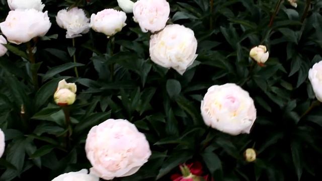Lactiflora Florence Nicholls | R2 Flowers BV | Peonies