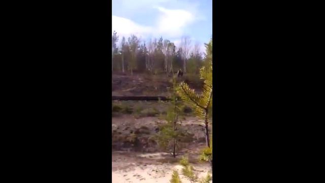 К железнодорожникам в Приамурье вышел медведь смотреть онлайн