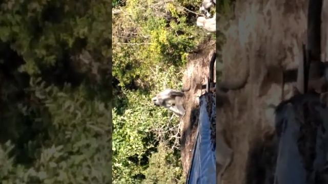 Патна водопад, Ришикеш смотреть онлайн