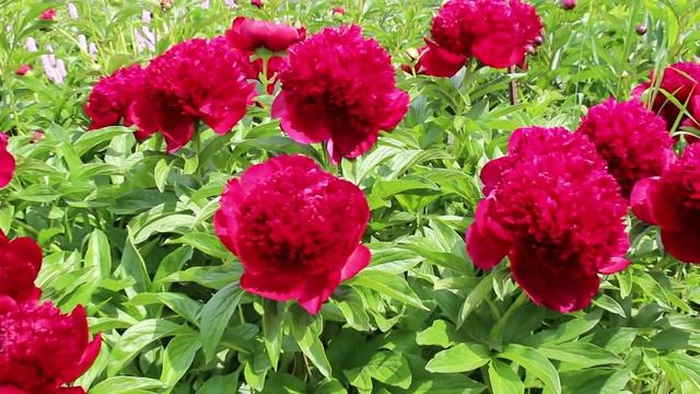 Пион Ред Чарм часть 2 смотреть онлайн