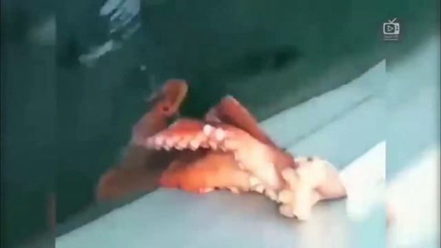 Осьминог. Удивительный обитатель морских глубин. смотреть онлайн