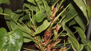 ОМОЛОЖЕНИЕ "УБЕГАЮЩЕГО" АНТУРИУМА. КАК #ОМОЛОДИТЬ_УБЕГАЮЩИЙ_ФЛАМИНГОцветок #anturium #oldenburgru#8