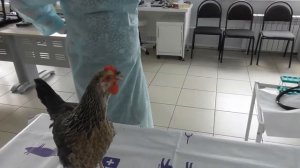 Клиническое исследование домашней птицы