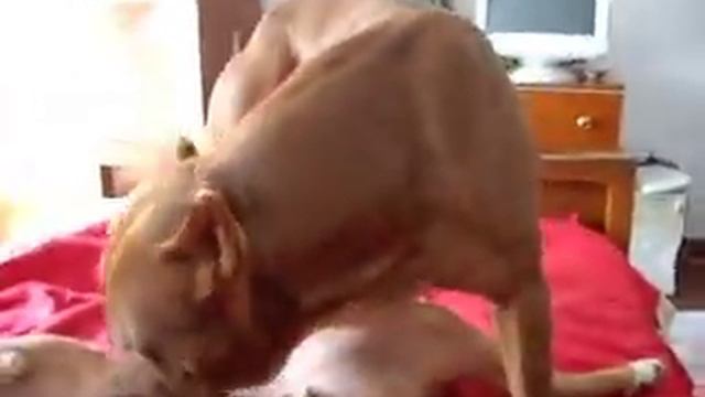 child attack a pitbull 4 ever смотреть онлайн
