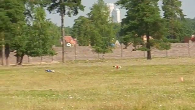 кобели стандарт, первый забег. Дюша и Реди Раннер фо Викторис смотреть онлайн