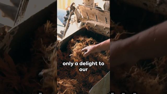 Agave The Desert's Crown Jewel #agave #agaveplant смотреть онлайн