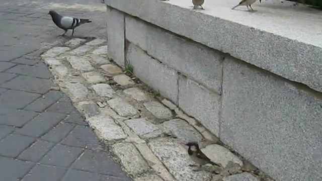 Наглая Птица смотреть онлайн