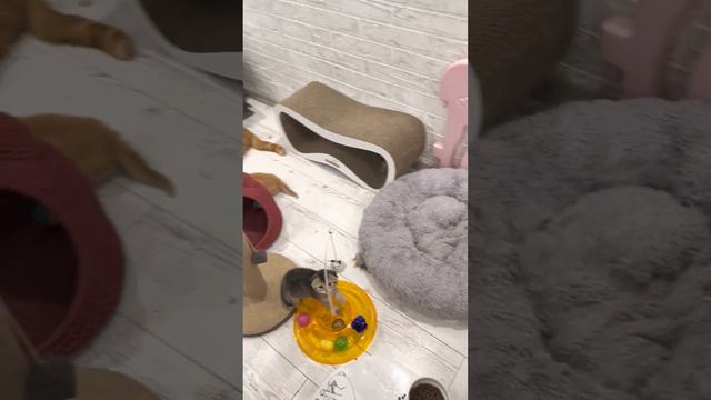 Будни Хиврятника 😻 смотреть онлайн