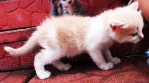 ✿ Наши КОШКИ И КОТЫ Видео Для Детей Про Кошки и Коты Play with Cat Funny Cats Video