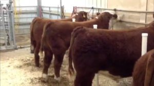 Мясной скот на ферме в США. Герефордская порода