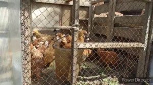 выгул из хлама. своими руками. вольер для кур.