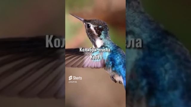 т это знал?) смотреть онлайн