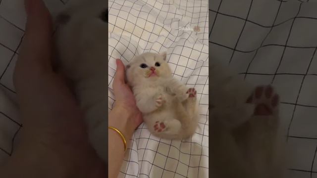 100% милоты смотреть онлайн