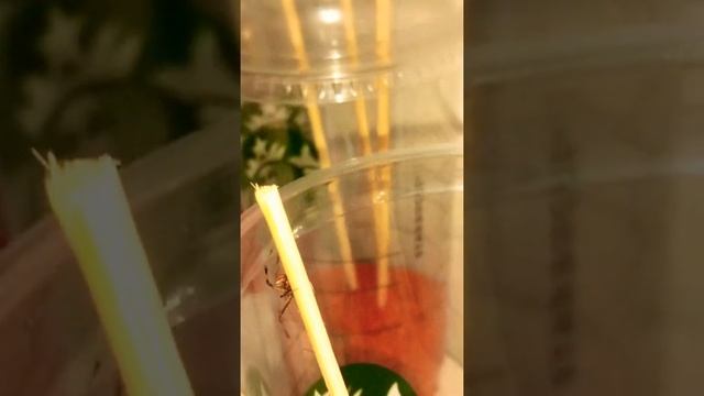 Young animals implement new container Terrarium (Latrodectus hasselti) Red back black widow ? смотреть онлайн