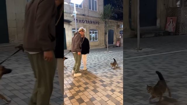 Дагестанский кот напал на пса-туриста ? #дагестан смотреть онлайн