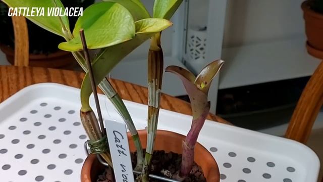 Каттлеи без корней Адаптация Часть 2 смотреть онлайн