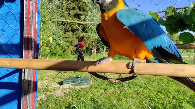 Попугаи на природе смотреть онлайн