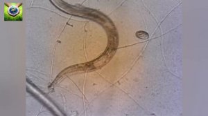 Хищные грибы, которые нападают на животных (видео со звуком)