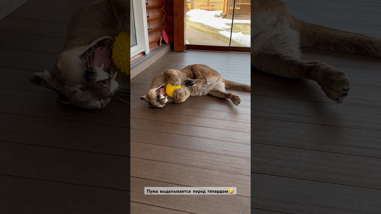 Месси привлекает внимание Герды смотреть онлайн