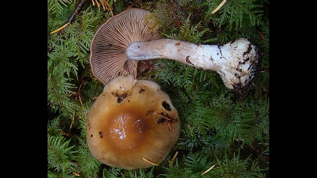 Cortinarius riederi смотреть онлайн