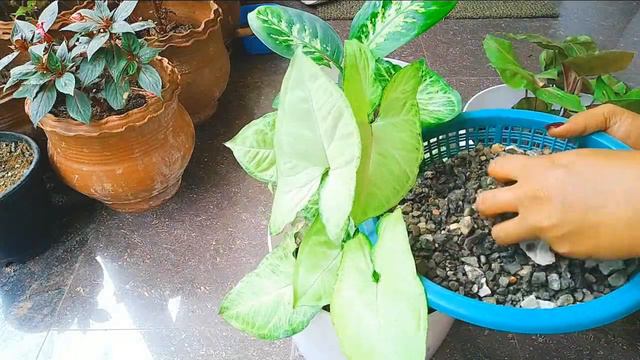 Indoor Plants Growing Easy Tipds//indoor//Growing Plants/malayalam