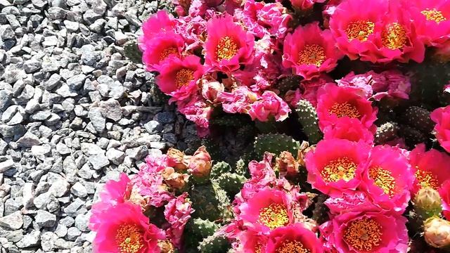 Opuntia fragilis cv. ''Freiberg'' 07.06.2019. Uman, Ukraine. смотреть онлайн
