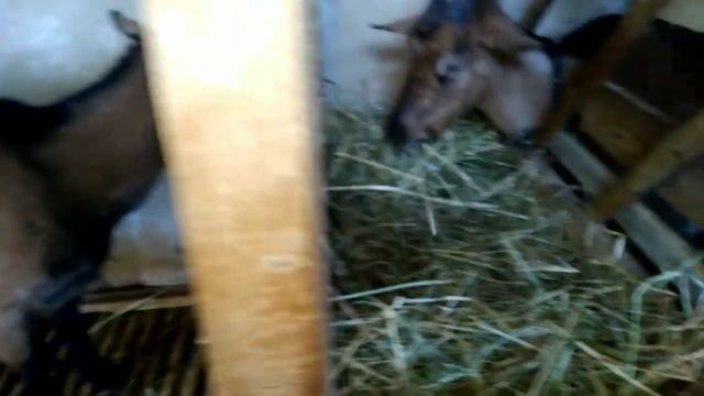 Козлёнка обезрожили. Надо придумать имя смотреть онлайн