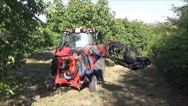 Механическая уборка ранних сортов ореха. Сад "Ла Курекь". Сентябрь 2023 смотреть онлайн