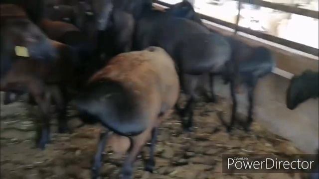 XISORI QUYLAR SOTILADI SURXONDARYO DENOV XAZARBOQ  2 BULIMDA