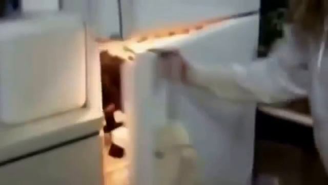 Котики-собачки и другие животные!!!