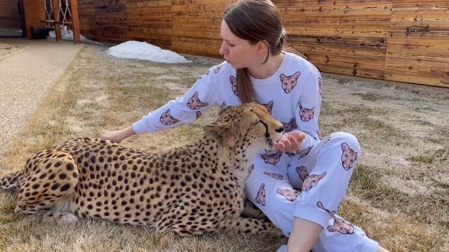 Самый ласковый гепард! Герда обожает Машу! смотреть онлайн