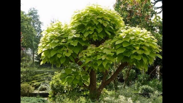 КАТАЛЬПА,   Catalpa Tree. ПРИВИВАТЬ ИЛИ СТРИЧЬ КАТАЛЬПУ.  В чём разница?