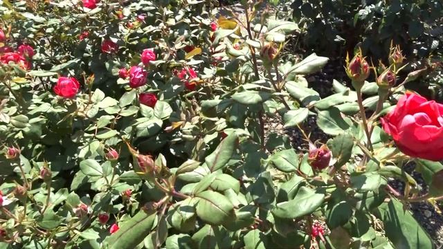 Rosa ´Cherry Bonica´ смотреть онлайн