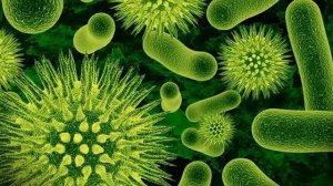 Где живут бактерии в аквариуме.  Аквариум, как биологическая система