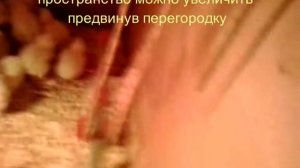 Выращивание цыплят напольно, на подстилке из опилок!