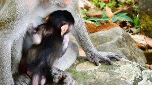 Oh my god help, Poor newborn Janna nearly fall down when mom walking,Tourist Monkey 2665