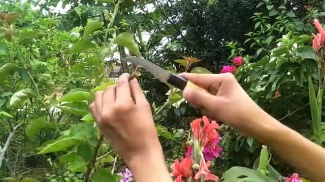 Teknik Cantuman Bunga Kertas Coconut Ice And Spectabilis смотреть онлайн