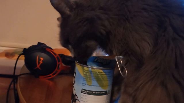 Кошка породы НИБЕЛУНГ/ Кошка Маркиза и Оливки/NIBELUNG Cat/ Marquise Cat and Olives смотреть онлайн