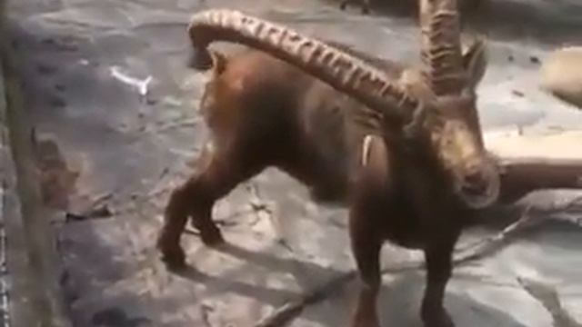 вот зачем им рога смотреть онлайн