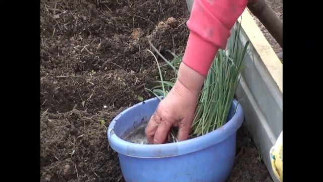 Посадка лука порея по природному. Секреты от Корнюшиной Людмилы смотреть онлайн