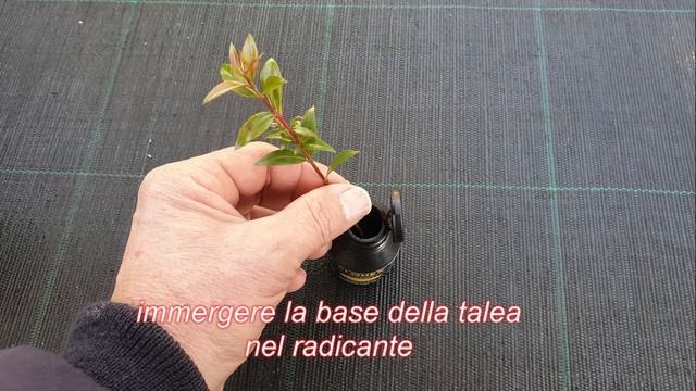 Come fare la talea di Mirto (myrtus Communis ) смотреть онлайн