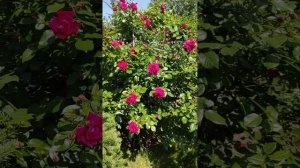 Роза Лагуна. Лето 2023