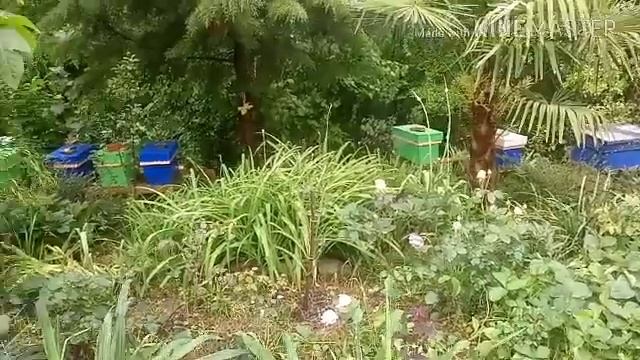 Сочи. Отцвела белая акация. Зацветает следующий медонос, ежевика. смотреть онлайн